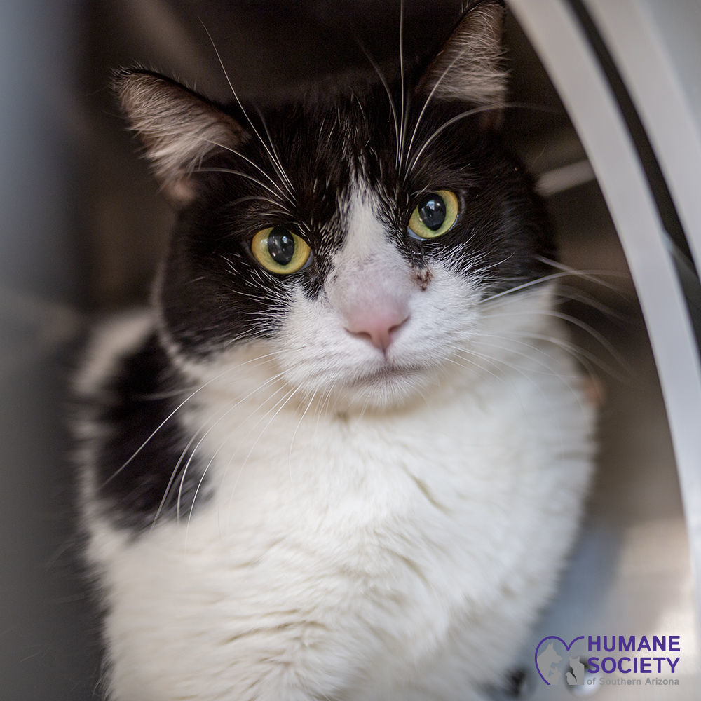 Adopt a friend: Potatoe